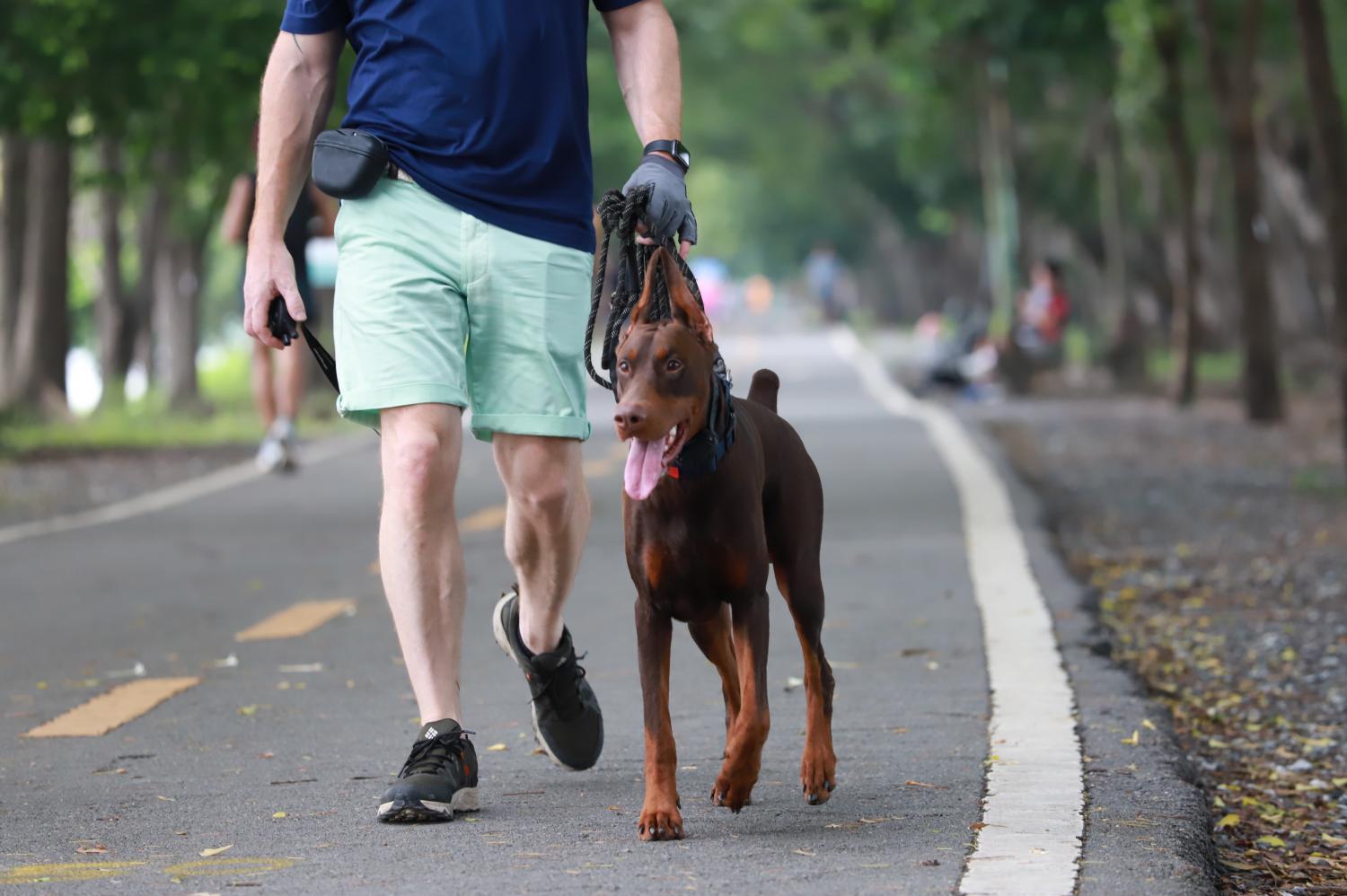 Город делает ставки на домашних животных с чипами