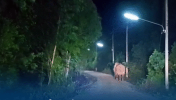 Дикий слон растоптал 79-летнего мужчину до смерти в деревне Прачинбури