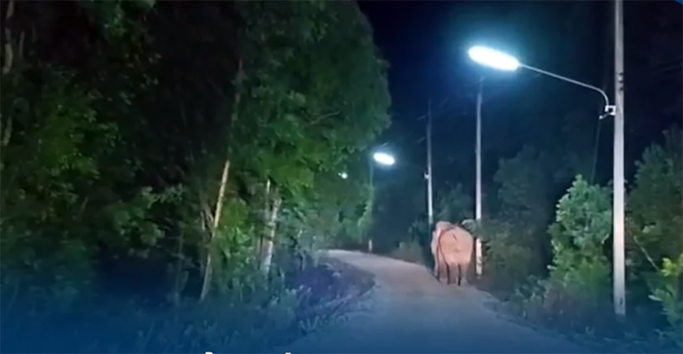 Дикий слон растоптал 79-летнего мужчину до смерти в деревне Прачинбури