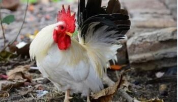 Жители Лопбури требуют жестких мер против серийного жестокого обращения с животными