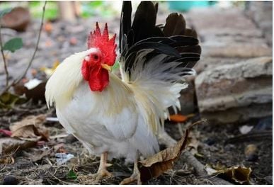 Жители Лопбури требуют жестких мер против серийного жестокого обращения с животными