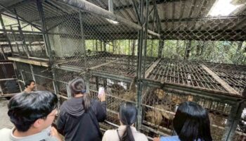 Зона хищников Safari World закрыта после смертельного нападения льва