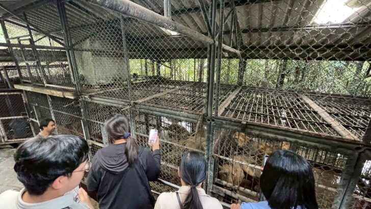 Зона хищников Safari World закрыта после смертельного нападения льва