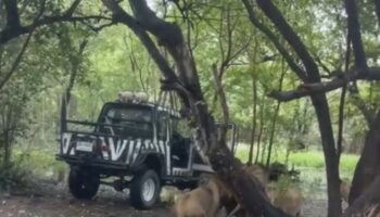 Зоолог в Бангкоке погиб в ужасной атаке льва в Safari World (видео)