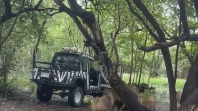 Зоолог в Бангкоке погиб в ужасной атаке льва в Safari World (видео)