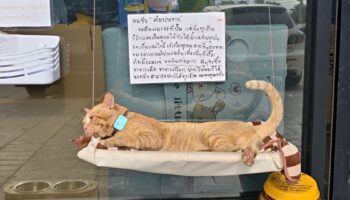 Имбирный кот 'Бангчак Оранж' приносит азарт лотереи в Паттайю (видео)