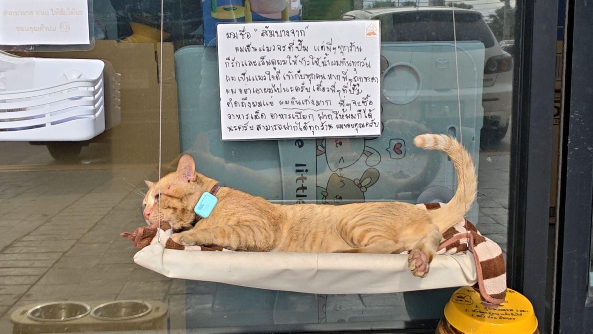 Имбирный кот 'Бангчак Оранж' приносит азарт лотереи в Паттайю (видео)