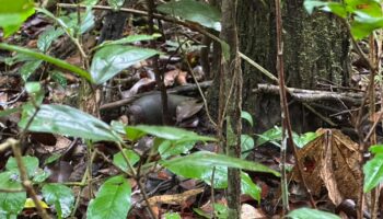 Камбоджийские солдаты обвиняются в закладке взрывчатых веществ на тайской территории