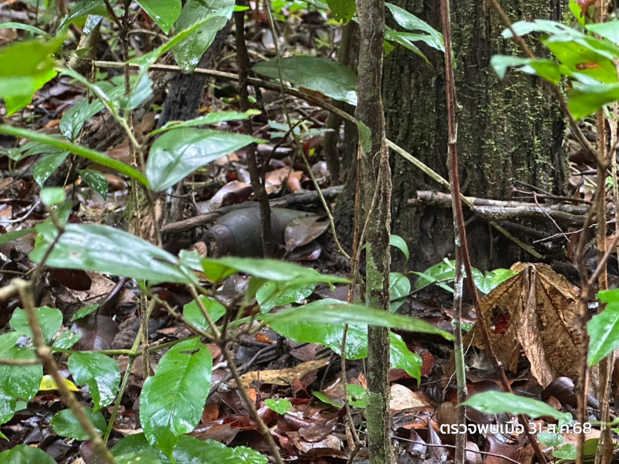 Камбоджийские солдаты обвиняются в закладке взрывчатых веществ на тайской территории