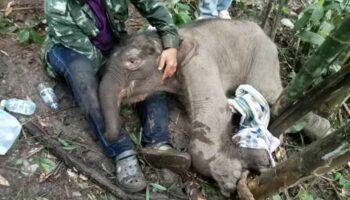 Координированные усилия направлены на помощь пострадавшему слону-детенышу