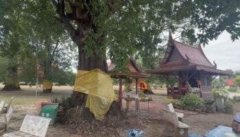 Лоторейные надежды стекаются к 200-летнему «счастливому дереву» Анг Тонга