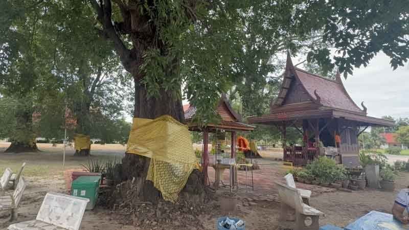 Лоторейные надежды стекаются к 200-летнему «счастливому дереву» Анг Тонга