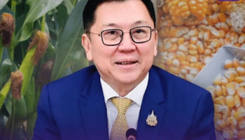 Министерство торговли Таиланда устанавливает официальные цены на кормовую кукурузу на сезон 2025/26 для защиты фермеров.