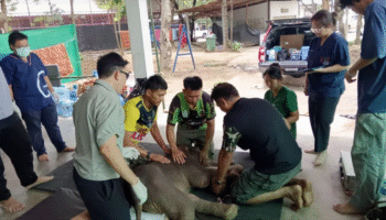 Новорожденный слоненок «Нонг Кхаотом» получает интенсивную помощь после abandono и врожденной аномалии