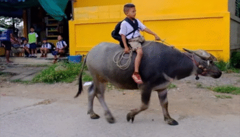 Очаровательный 8-летний мальчик ежедневно ездит в школу на своем любимом буйволе.