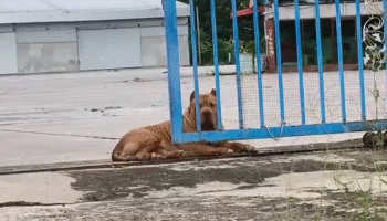 Питбуль вытащил 2-месячного ребенка из колыбели и смертельно напал в Уи Тай Тани
