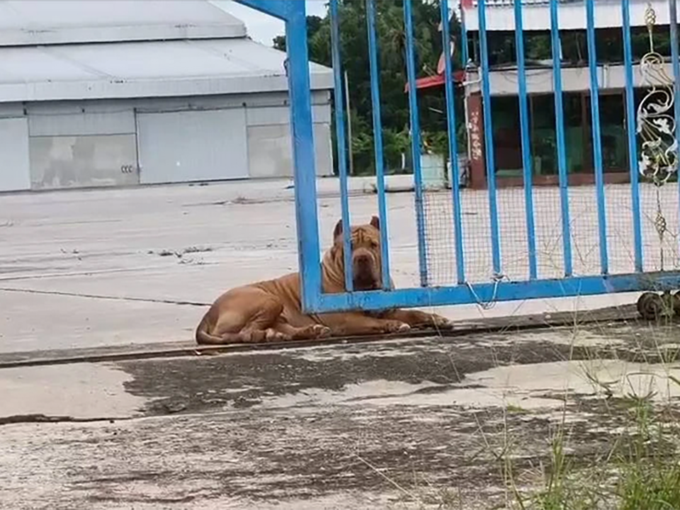 Питбуль вытащил 2-месячного ребенка из колыбели и смертельно напал в Уи Тай Тани