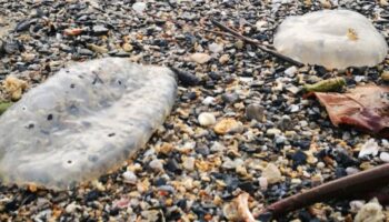 Пляжники, берегитесь: ядовитые медузы замечены в водах Таиланда