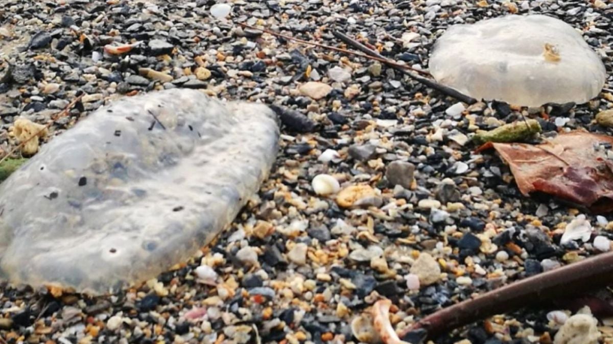 Пляжники, берегитесь: ядовитые медузы замечены в водах Таиланда