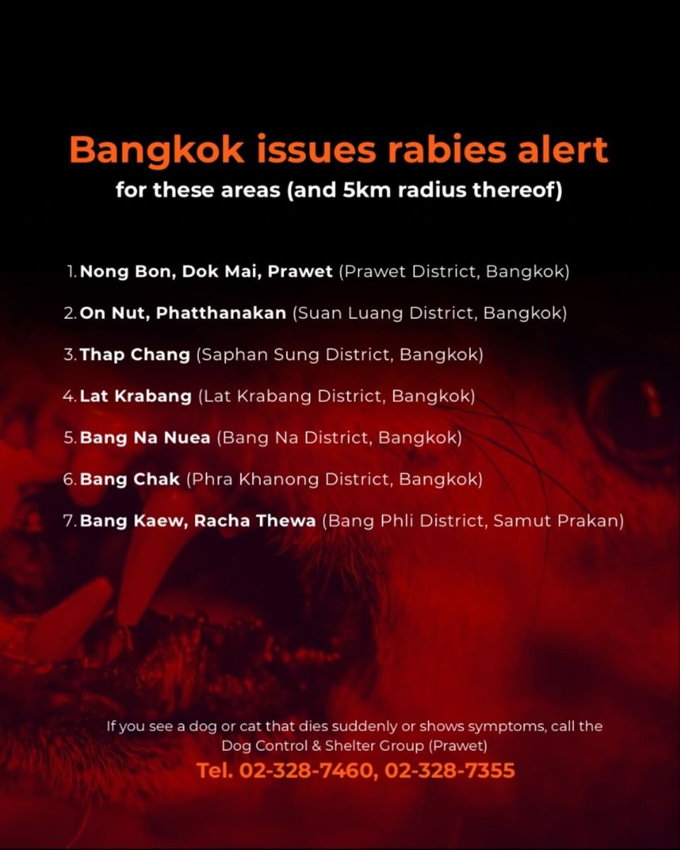 Район Бангкока объявлен зоной бешенства после обнаружения трупа собаки
