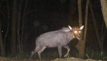 Редкая дикая природа, запечатленная в парке Кхао Лаем, подчеркивает успехи в охране окружающей среды.