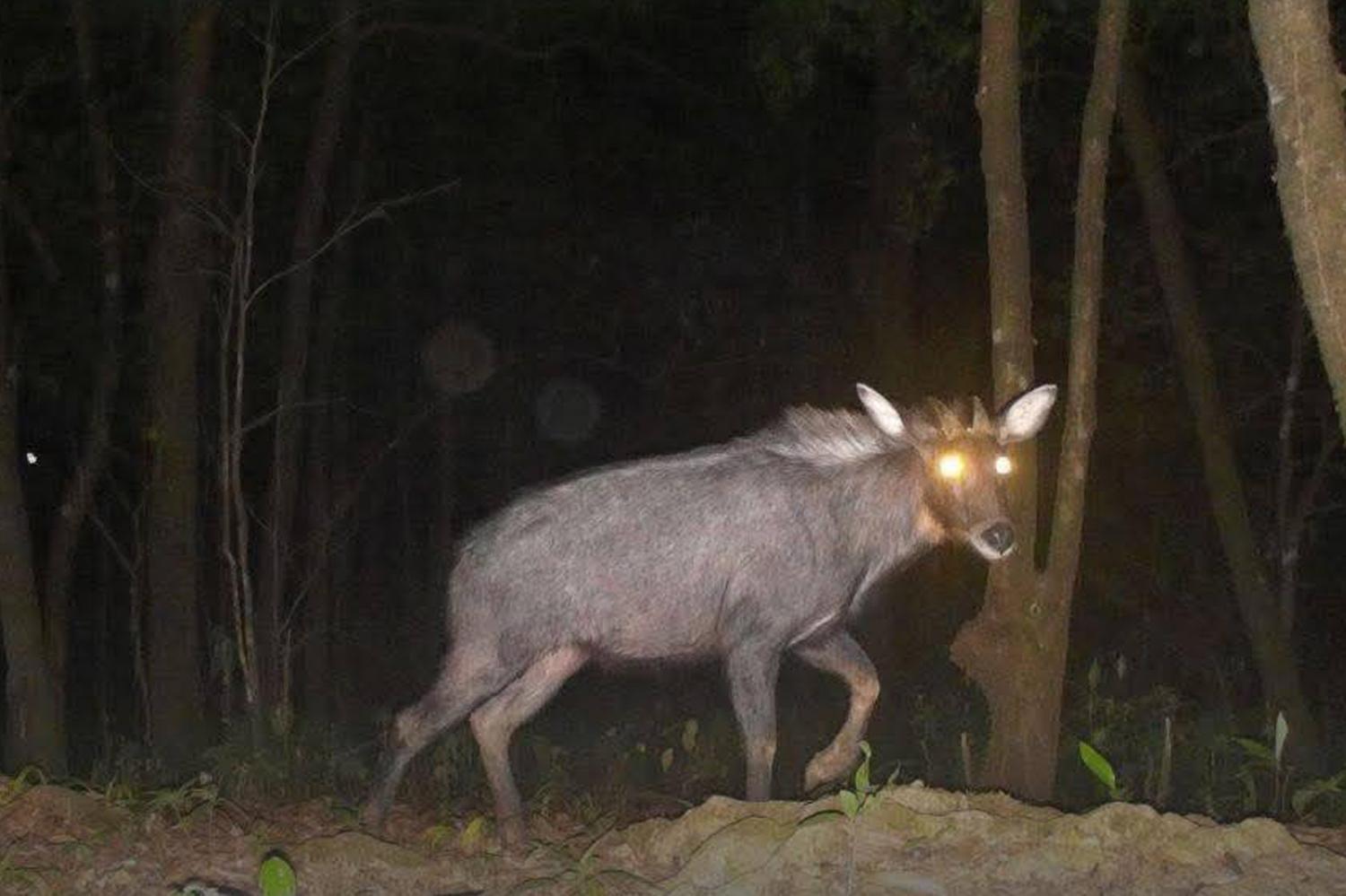 Редкая дикая природа, запечатленная в парке Кхао Лаем, подчеркивает успехи в охране окружающей среды.