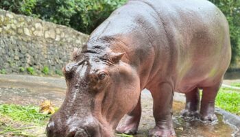 Самая старая гиппопотамиха Таиланда Мэй Мали готовится к празднованию своего 60-летия