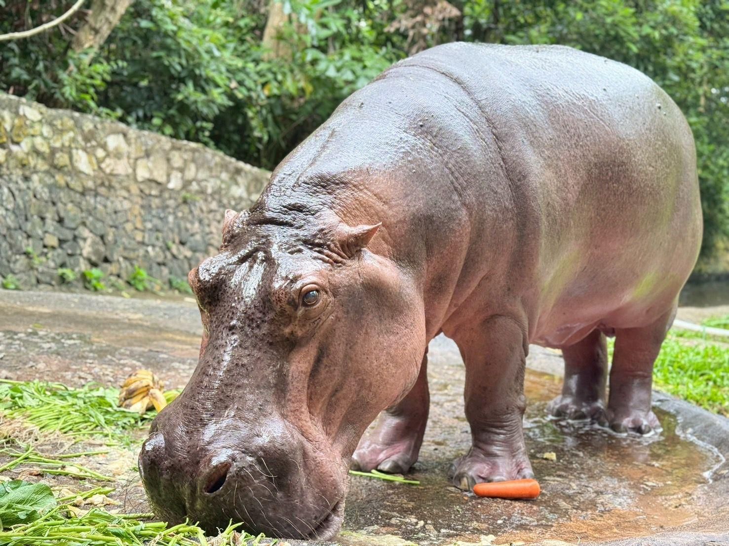 Самая старая гиппопотамиха Таиланда Мэй Мали готовится к празднованию своего 60-летия