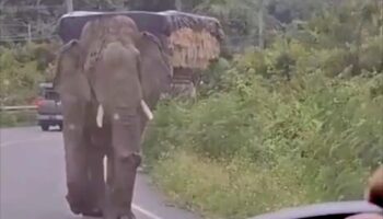 Сердце замирает от встречи, когда дикий слон бросается на туристический транспорт в лесу Ла-У, Хуа Хин