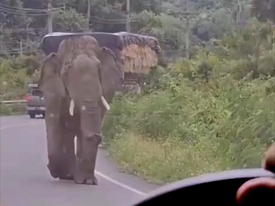 Сердце замирает от встречи, когда дикий слон бросается на туристический транспорт в лесу Ла-У, Хуа Хин