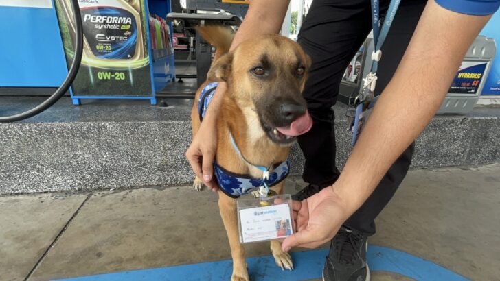 Собака на автозаправочной станции с пропуском работника становится звездой интернета