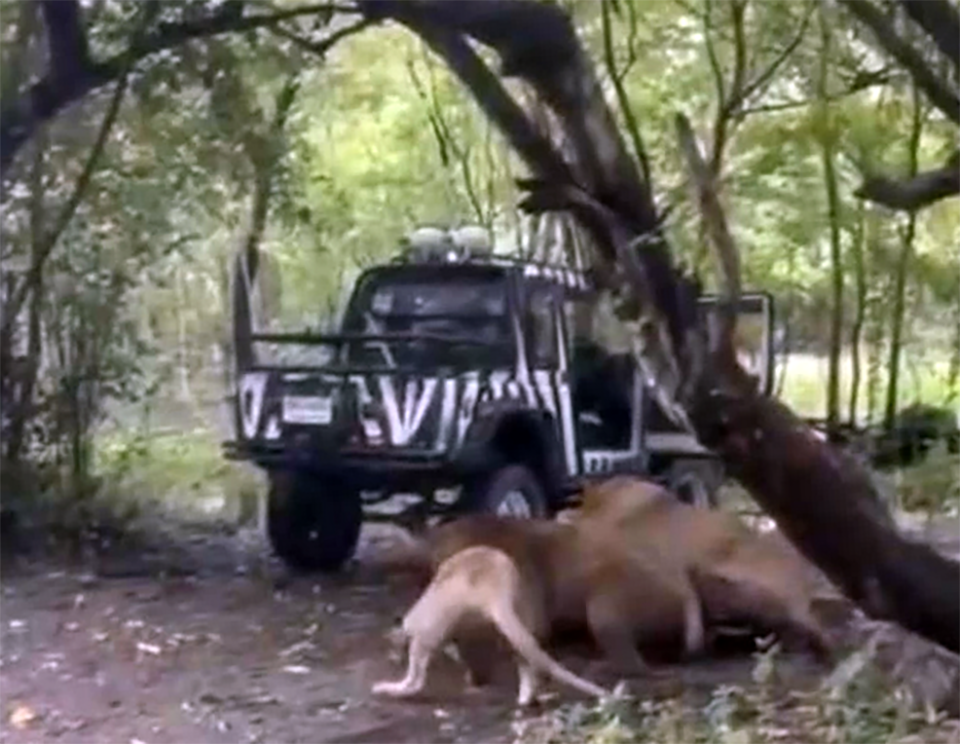 Сотрудник зоопарка Бангкока убит в вольере с львами после игнорирования правил безопасности
