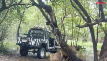 Сотрудник сафари в Бангкоке убит в атаке львов после нарушения правил безопасности
