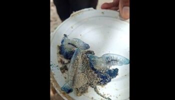 Спасатели Патонга предупреждают о том, что ядовитые блюбастеры выбрасываются на берег