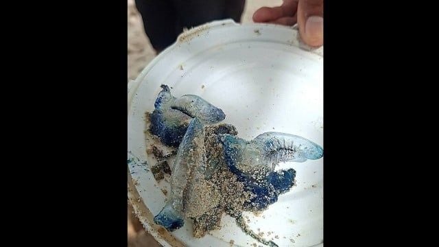 Спасатели Патонга предупреждают о том, что ядовитые блюбастеры выбрасываются на берег