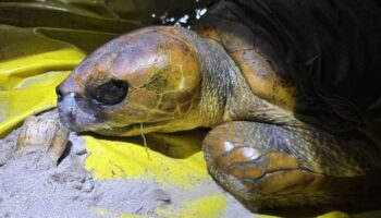 Спасенная черепаха с зацепом в Пхукете, в то время как другая погибает от травмы сети