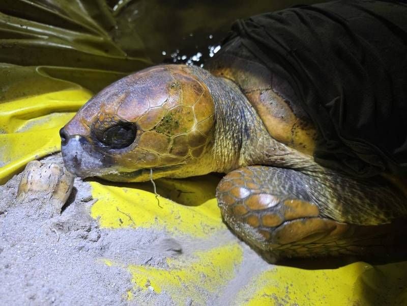 Спасенная черепаха с зацепом в Пхукете, в то время как другая погибает от травмы сети