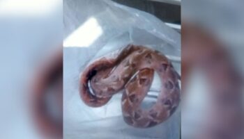 Тайская женщина укусила, приняв яйца змеи за грибы