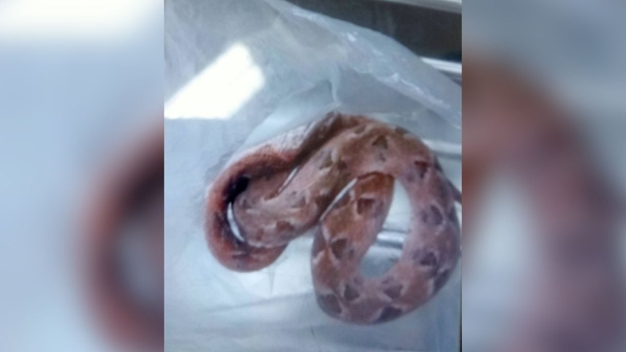 Тайская женщина укусила, приняв яйца змеи за грибы