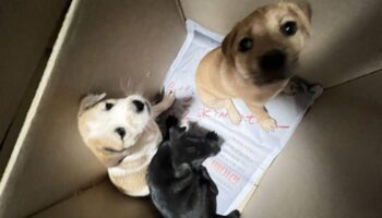 Убивца щенка в Сонгкхле разыскивается с вознаграждением в 20 тысяч.