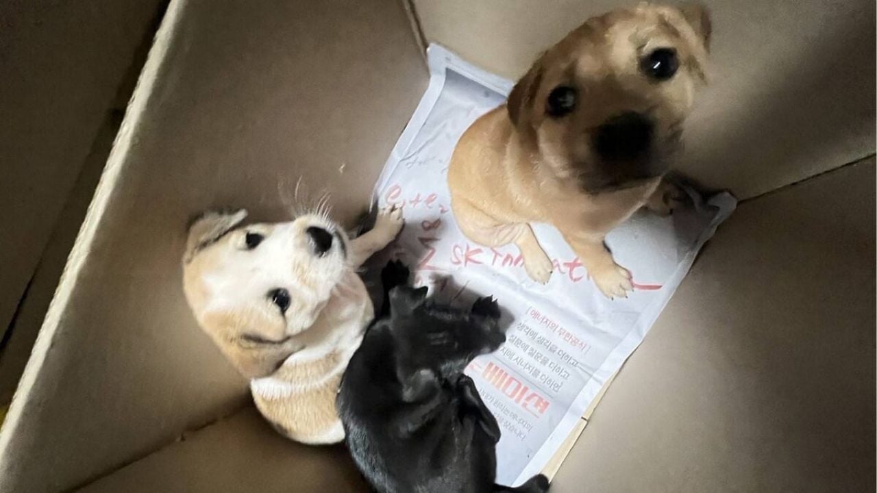 Убивца щенка в Сонгкхле разыскивается с вознаграждением в 20 тысяч.