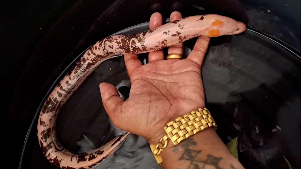 «Удильщик удачи» ловит местных жителей на удачные номера лотерей (видео)