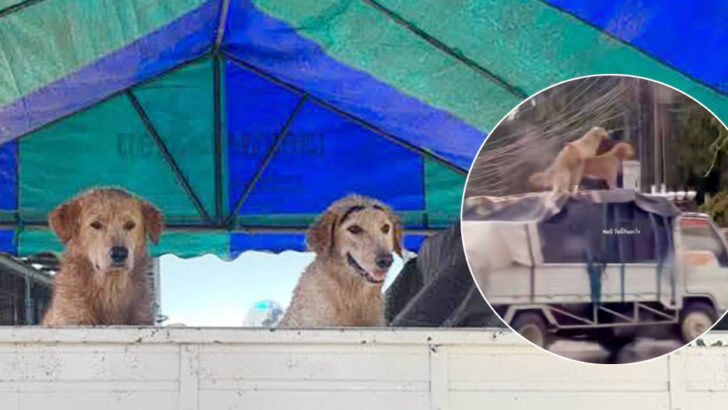 Удон Тани Собаки Спариваются Вирусно После Подражания Скандалу Пхукета