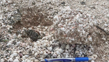 Улиточные окаменелости возрастом 13 миллионов лет становятся 27-м объектом наследия Таиланда