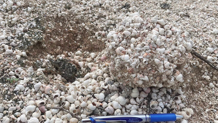 Улиточные окаменелости возрастом 13 миллионов лет становятся 27-м объектом наследия Таиланда