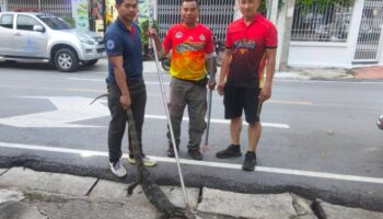 Ящерица-бродяга забирается на стену в ресторан