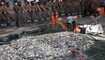 7,300 тонн черного тиляпии удалено на сегодняшний день