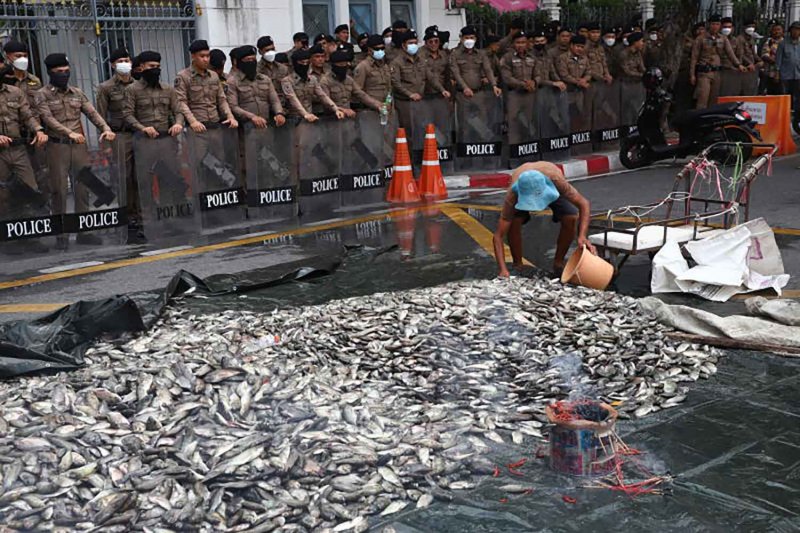 7,300 тонн черного тиляпии удалено на сегодняшний день