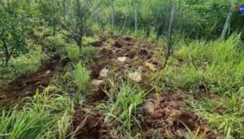 Более 200 жителей хуана Кхен подали иск против государства с требованием переселить диких слонов после смертельных нападений.