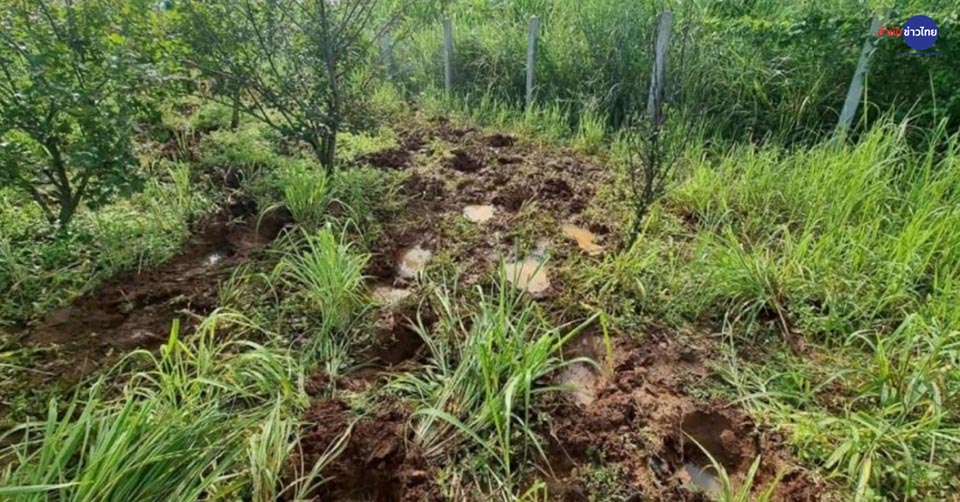 Более 200 жителей хуана Кхен подали иск против государства с требованием переселить диких слонов после смертельных нападений.